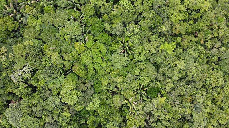 Canopy of the Peruvian jungle seen from the sky.
