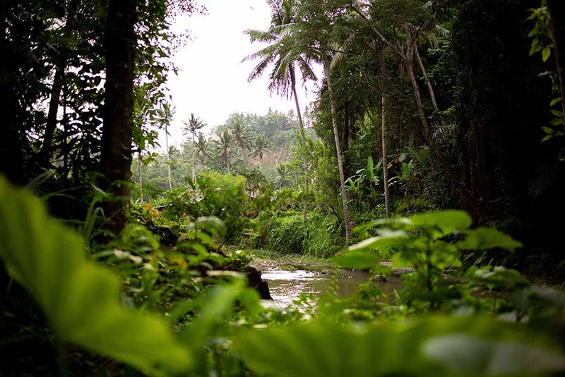 Trees and vegetation in the jungle