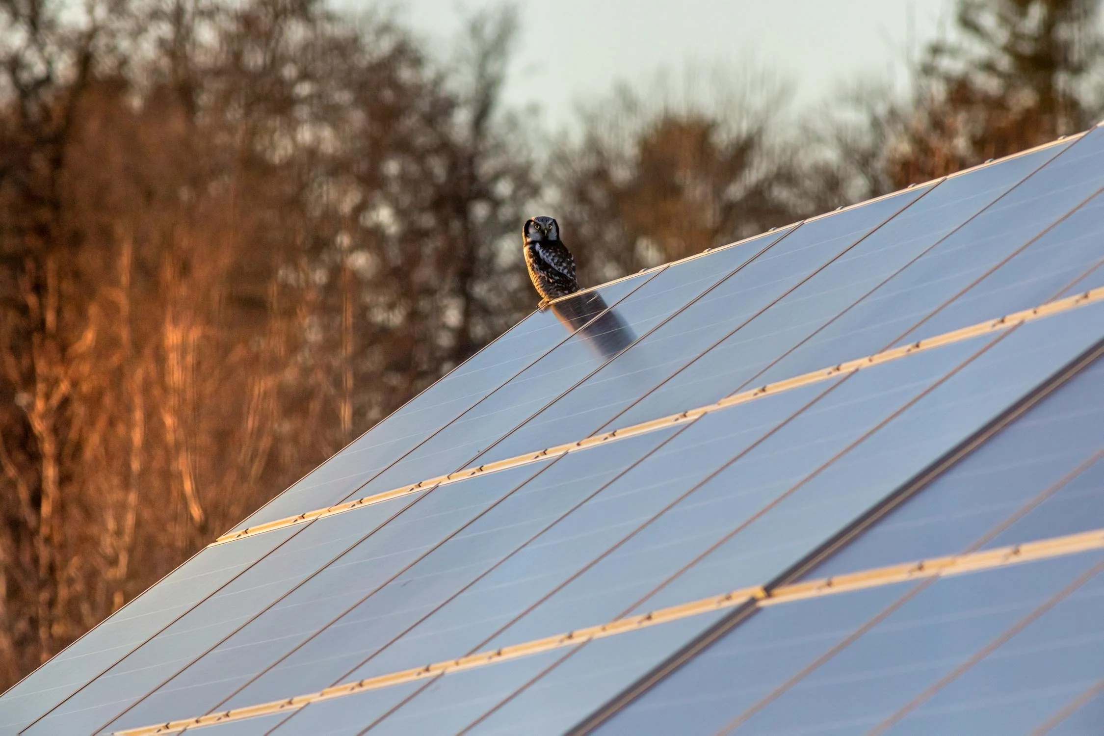 An owl perching on a solar panel on a roof.