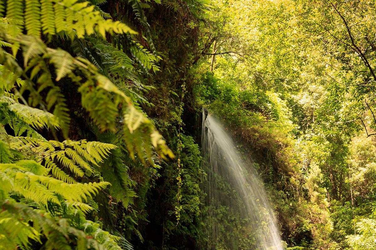Los Tilos waterfall