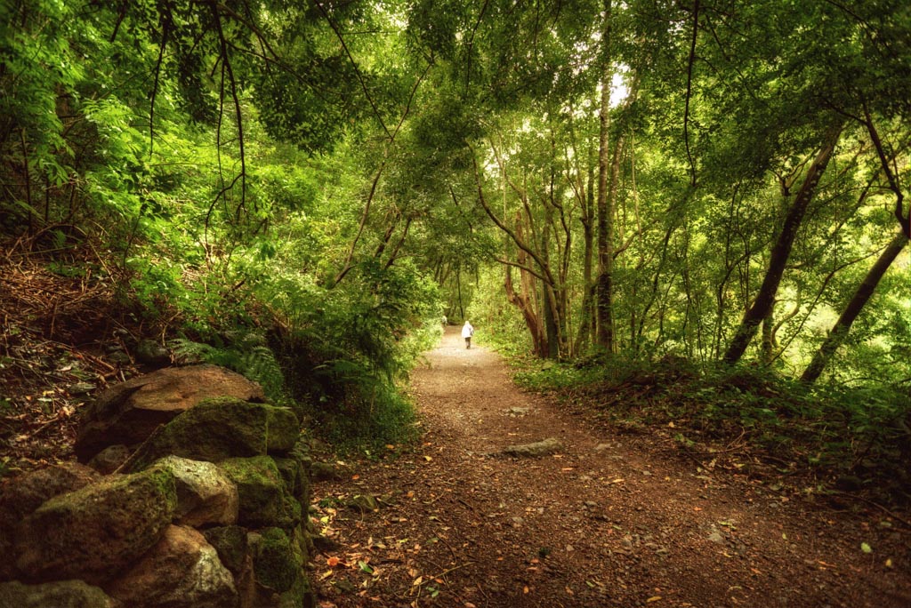 Walking track in the Los Tilos forest