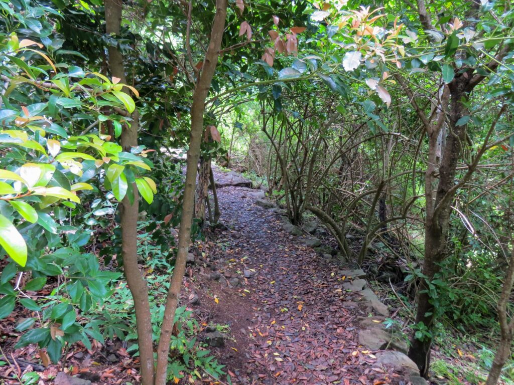 Vegetación subtropical en el sendero de los Tilos de Moya