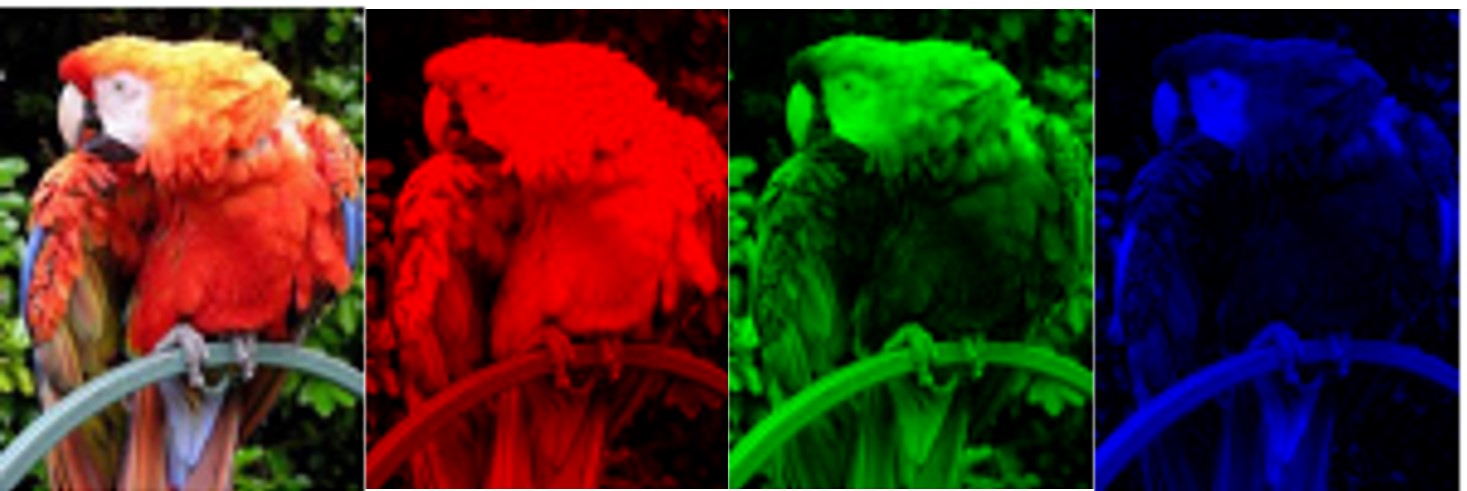 Parrot in RGB scale