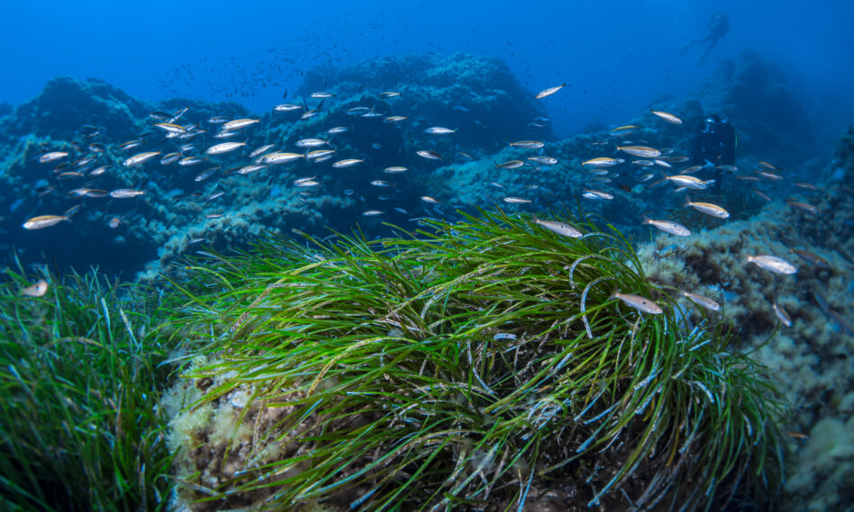 imagen de posidonia marina