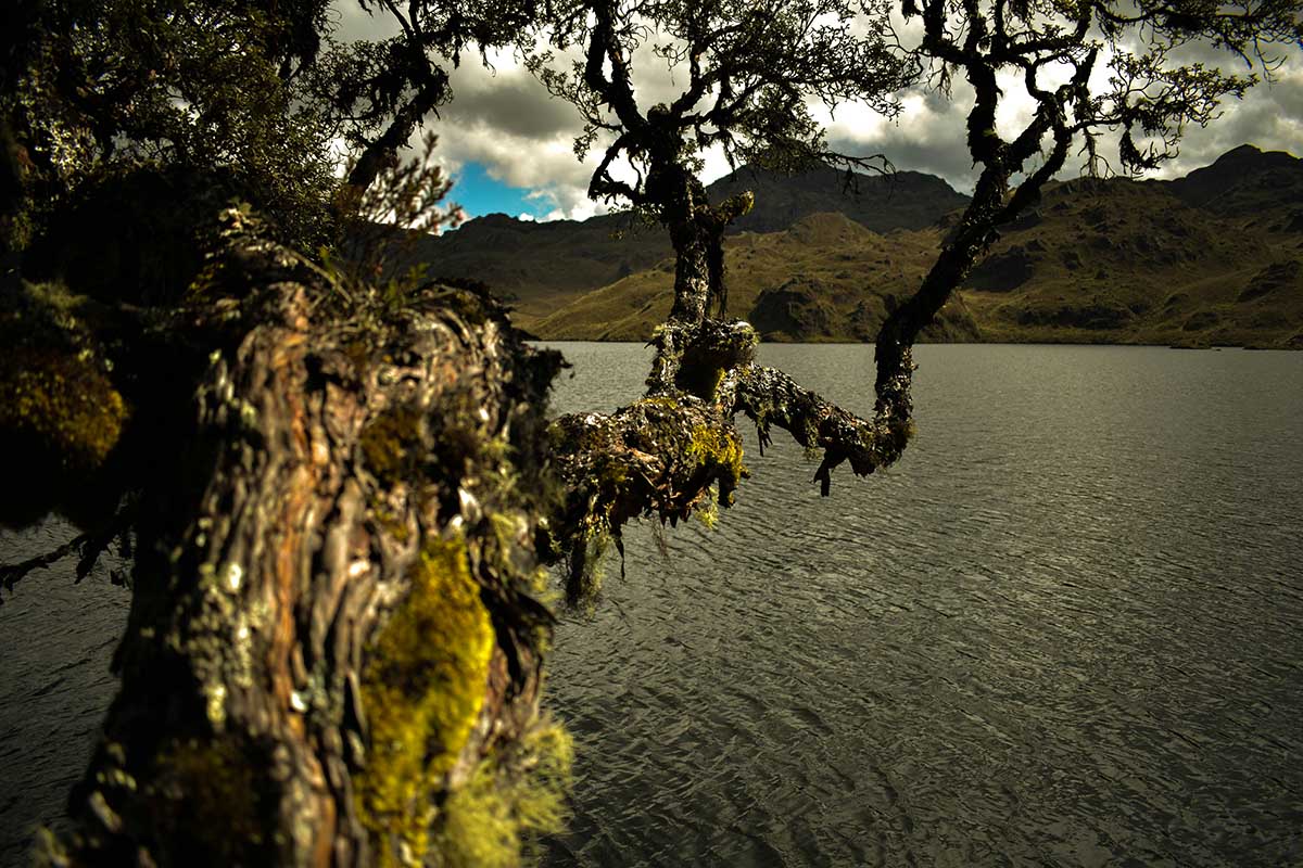 Árbol de polylepis en el Parque Nacional de Cajas, en Ecuador.