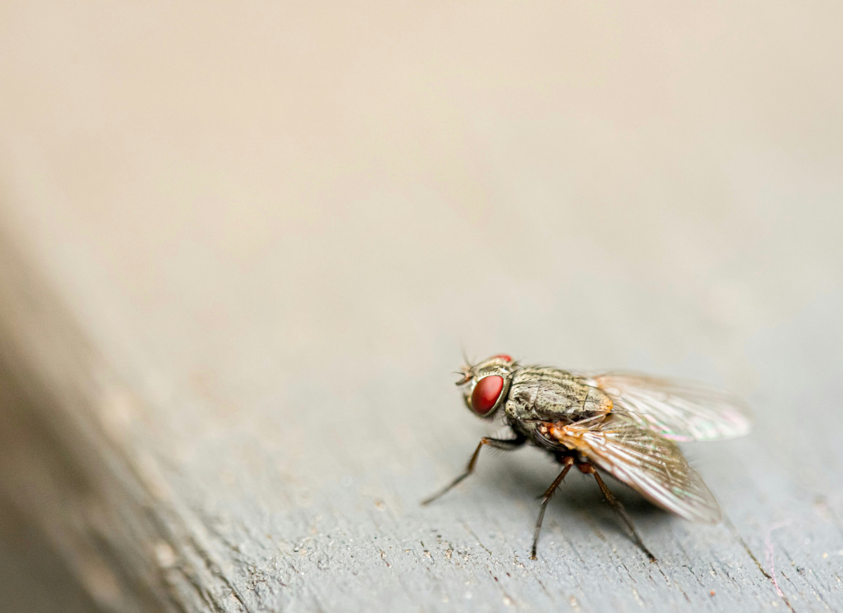 Una mosca pudo inspirar a Descartes para crear su sistema de coordenadas