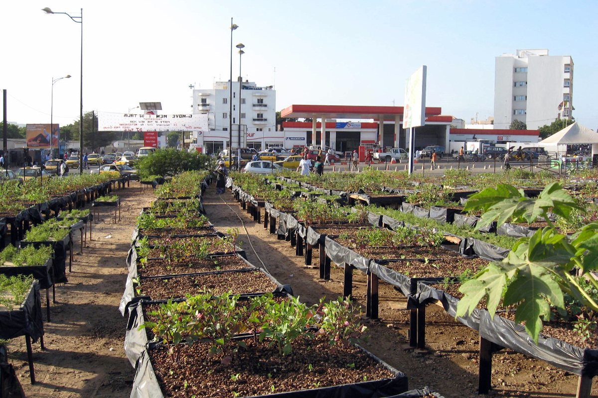 Agricultura urbana en Dakar