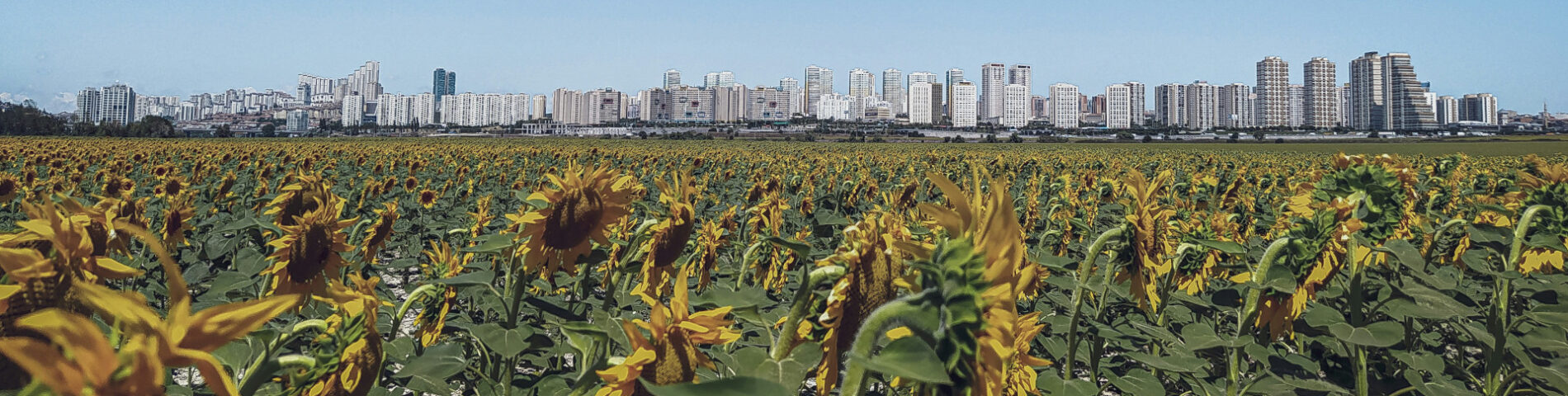 Un huerto de girasoles a las afueras de una ciudad