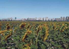 Un huerto de girasoles a las afueras de una ciudad