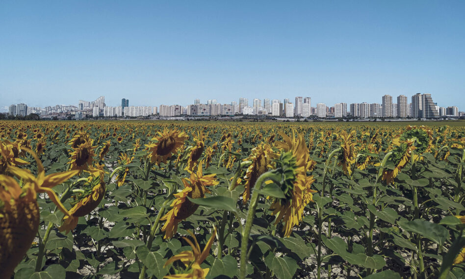 Un huerto de girasoles a las afueras de una ciudad