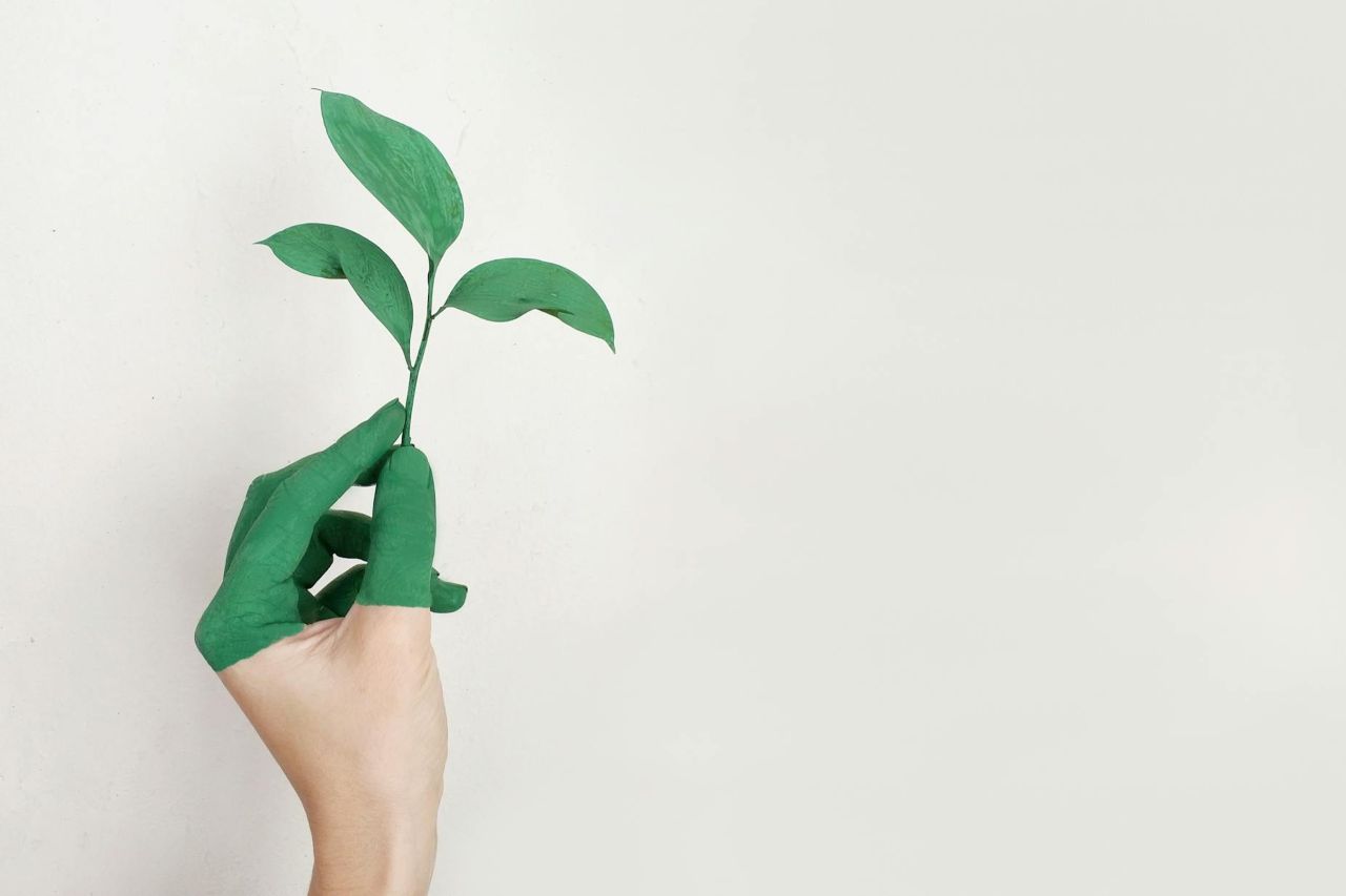 Mano izquierda de una persona sujetando una planta de hojas verdes