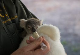 Koalas Australia Environmental Actions Toowomba Road Award Ferrovial