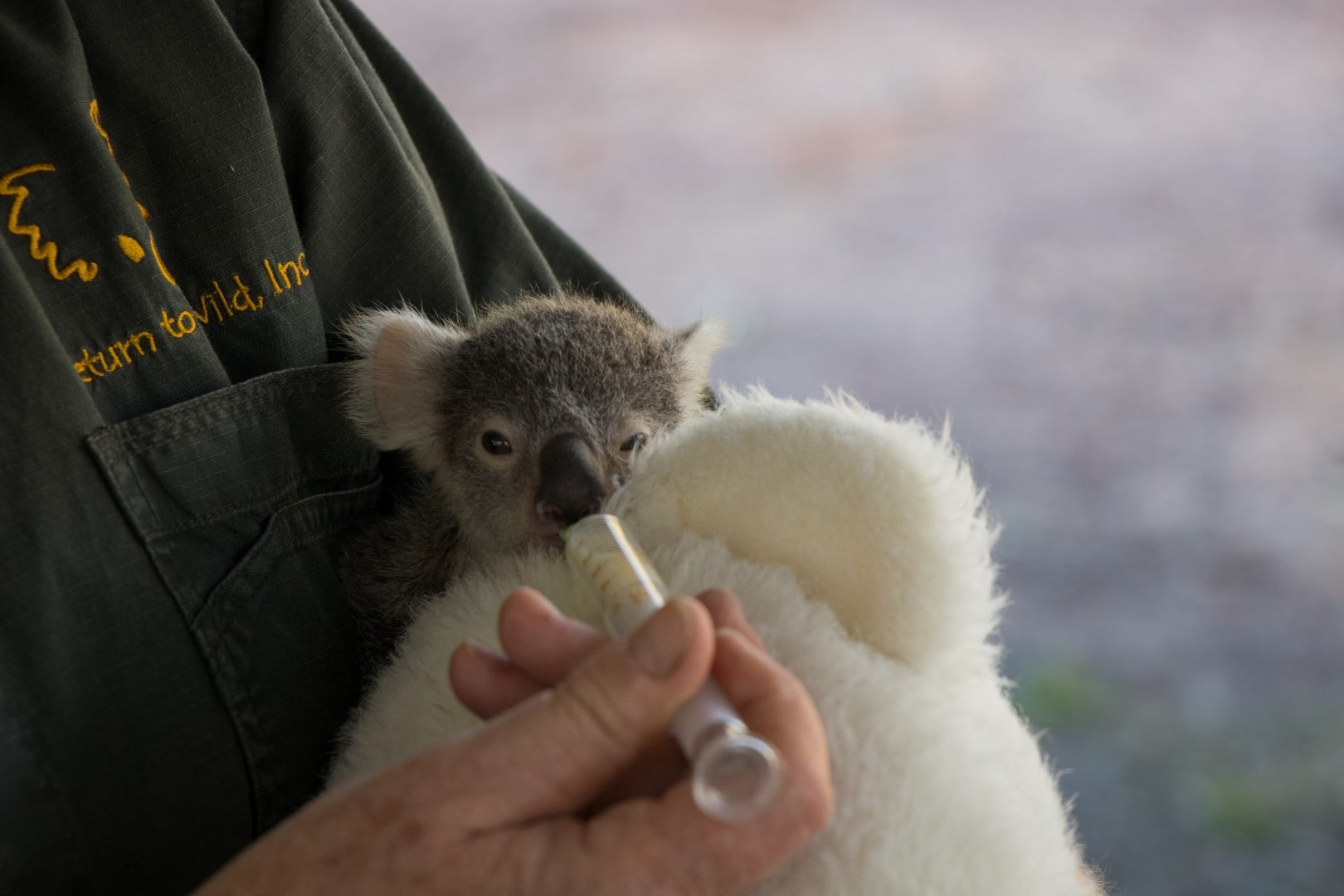 Koalas Australia Protección Medioambiente Ferrovial Toowomba Carretera