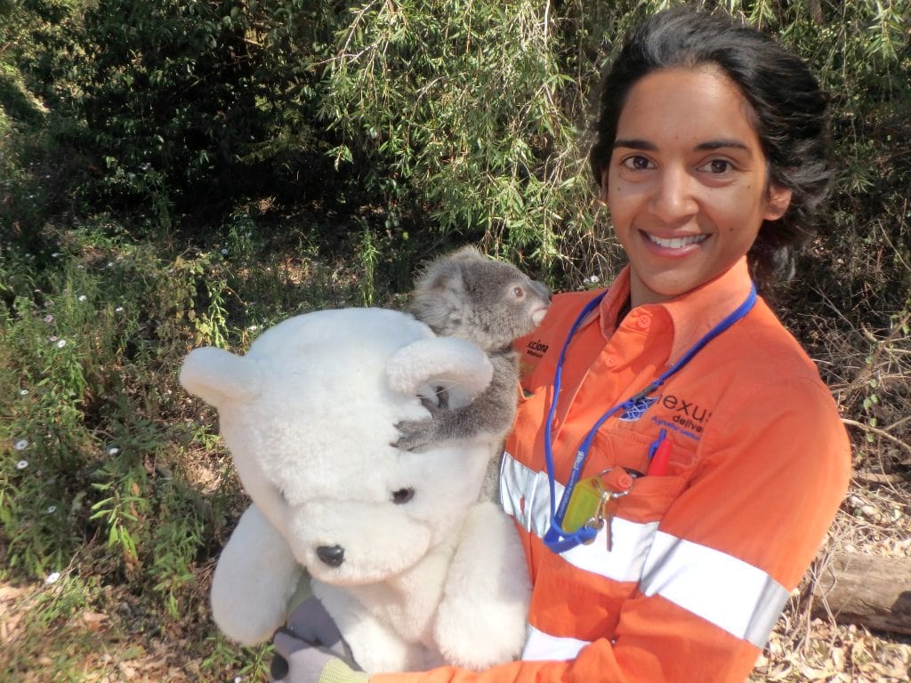 Koalas Australia Protección Medioambiente Ferrovial Toowomba Carretera