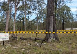 Protección Medioambiente Carretera Toowomba Australia Ferrovial Conservacion Naturaleza Premio